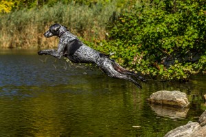 Jumping Dog